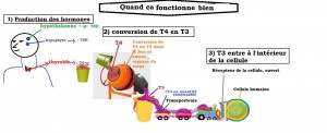 thyroide mon dessin quand ça  fonctionne